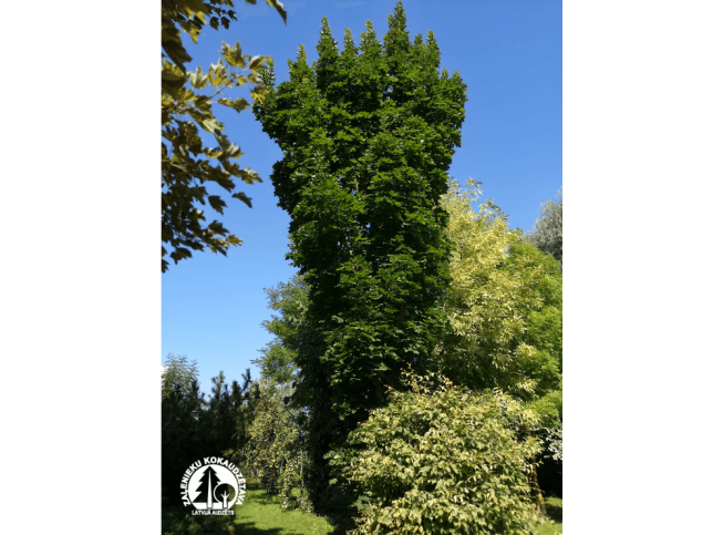 Acer platanoides   'Columnare'